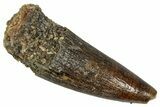Juvenile Fossil Spinosaurus Tooth - Real Dinosaur Tooth #348715-1